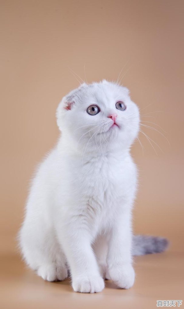 1、炒股票到底怎么赔钱的，股票怎么个赔法 - 真时天下