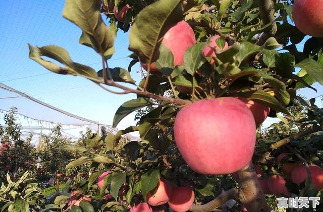 1、北方最适宜种植的稀有优质高产苹果品种有哪些,法国嘎啦电影节岳甜 - 真时天下