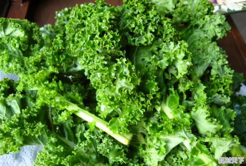 2、2021至2022年西兰花价格预测趋势，西兰花今日价格 - 真时天下