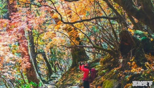 2、想去梅里雪山，什么时候看到日照金山的概率比较大，金山天气 - 真时天下