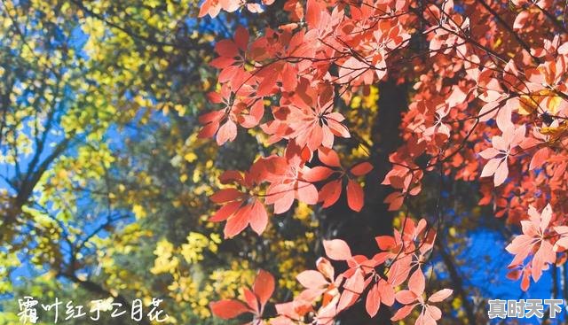 3、想去梅里雪山，什么时候看到日照金山的概率比较大，金山天气 - 真时天下