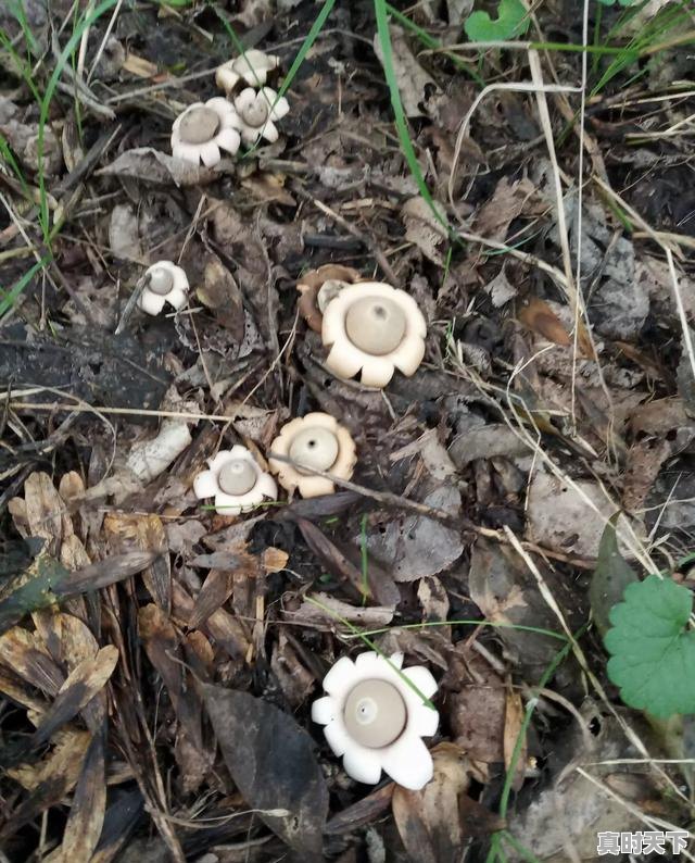 1、农业企业科技创新的故事,让科技创新开花有结果 - 真时天下