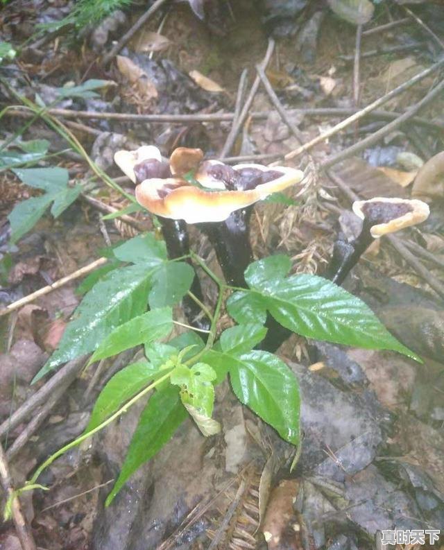 5、夯实现代农业发展基础重点包括哪几个方面,加强农业科技创新与应用包括哪些内容 - 真时天下