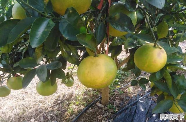 8、十四五推进农业现代化新举措,科技创新驱动现代农业发展 - 真时天下