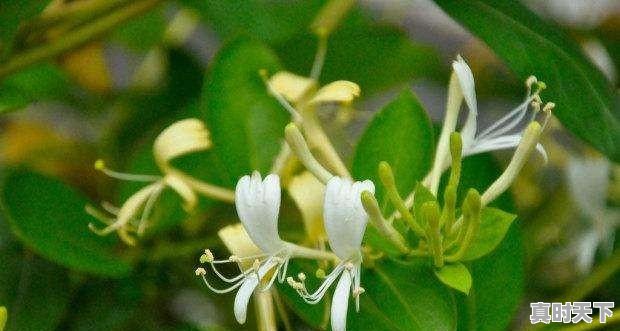 2、金银花和菊花哪个贵,今日金银花最新价格 - 真时天下