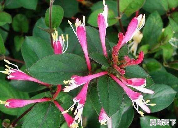 1、金银花和菊花哪个贵,今日金银花最新价格 - 真时天下