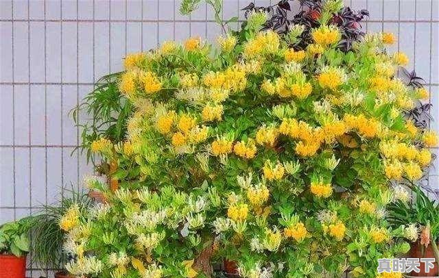 3、金银花和菊花哪个贵,今日金银花最新价格 - 真时天下