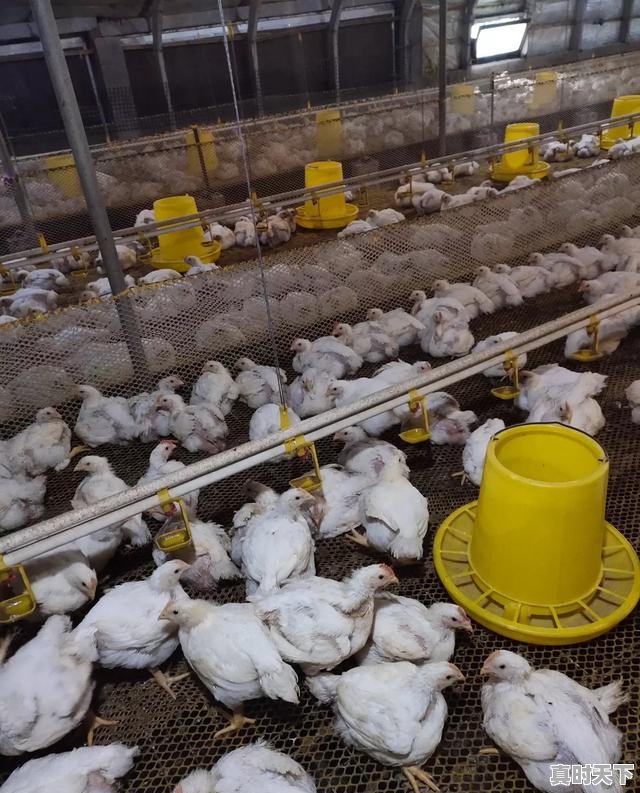 1、肉鸡品种,山东肉鸡价格行情今日 - 真时天下