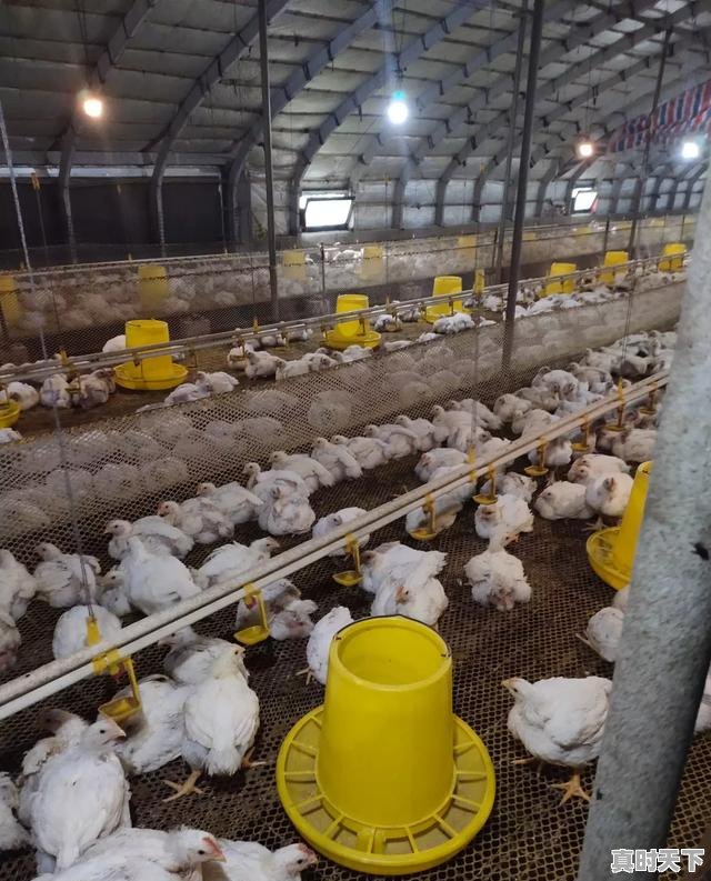 2、肉鸡品种,山东肉鸡价格行情今日 - 真时天下