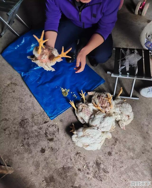 3、肉鸡品种,山东肉鸡价格行情今日 - 真时天下