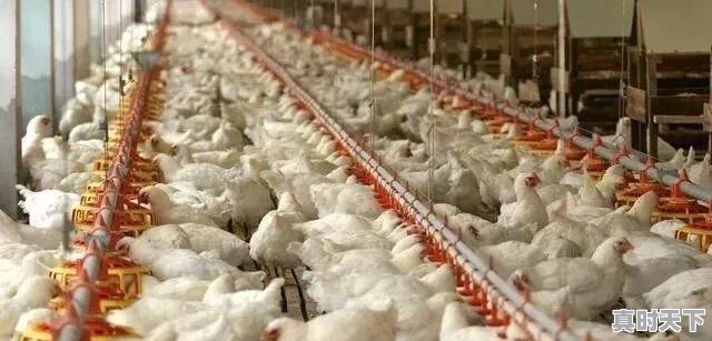 5、肉鸡品种,山东肉鸡价格行情今日 - 真时天下