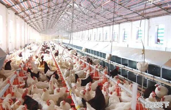 7、肉鸡品种,山东肉鸡价格行情今日 - 真时天下