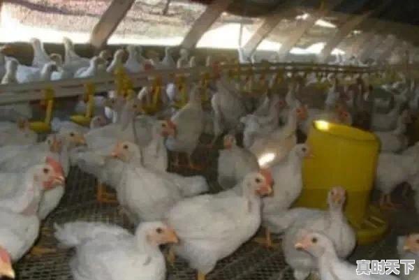 6、肉鸡品种,山东肉鸡价格行情今日 - 真时天下