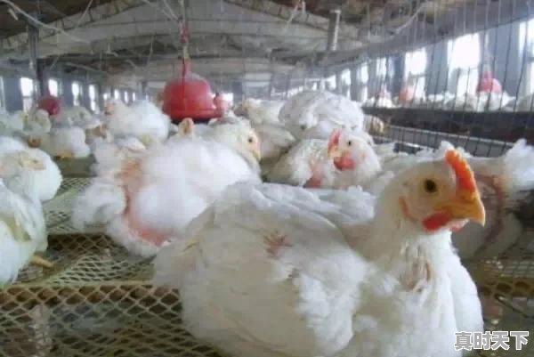 8、肉鸡品种,山东肉鸡价格行情今日 - 真时天下