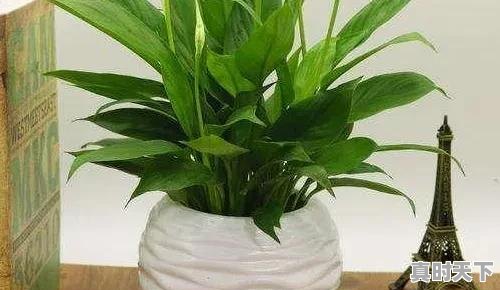 1、2023杭州8月份高温天气多少天，浙江省杭州市天气 - 真时天下