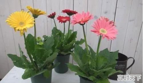 2、2023杭州8月份高温天气多少天，浙江省杭州市天气 - 真时天下