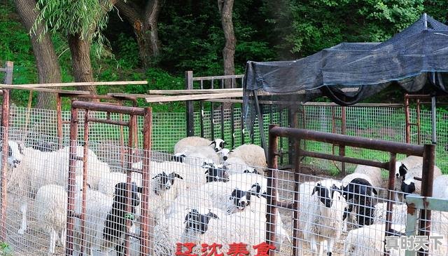 1、羊肉自己怎么做好吃,今日莒县生猪价格 - 真时天下