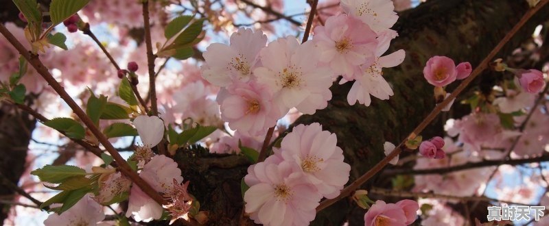 1、金州看枫叶的地方，金州区天气 - 真时天下