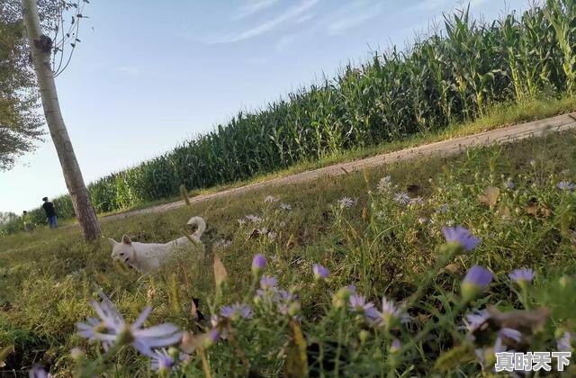 2、230211开头的身份证是哪里的，拜泉二手车大豆收40 - 真时天下