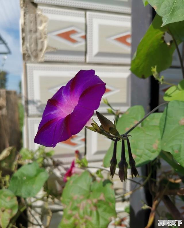 3、230211开头的身份证是哪里的，拜泉二手车大豆收40 - 真时天下