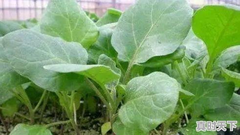 1、一个茄子5块钱贵不，今日茄子价格 - 真时天下