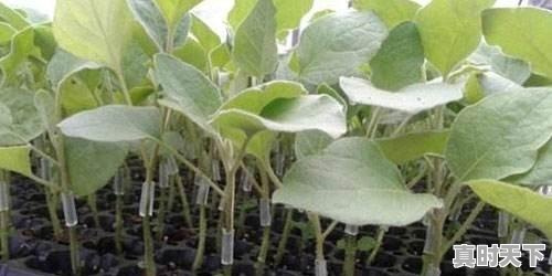 2、一个茄子5块钱贵不，今日茄子价格 - 真时天下