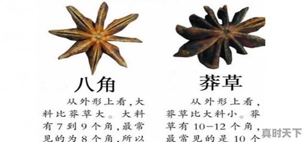 1、2023八角最新行情预测，今日八角价格 - 真时天下