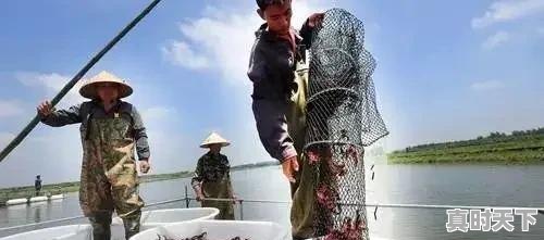 1、我想搞养殖,养猪行吗,龙岩今日生猪价格 - 真时天下