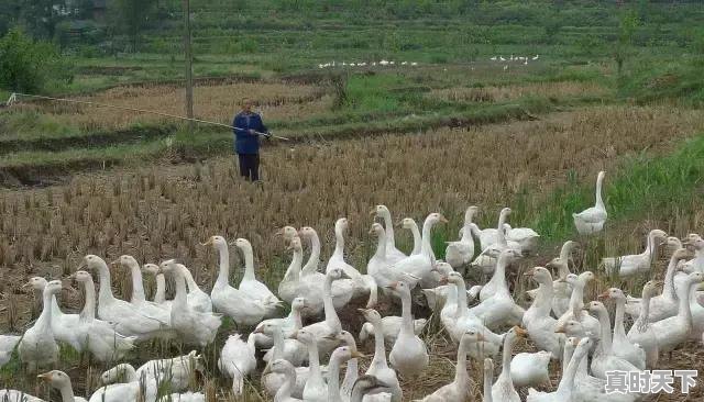 2、我想搞养殖,养猪行吗,龙岩今日生猪价格 - 真时天下