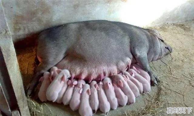 3、我想搞养殖,养猪行吗,龙岩今日生猪价格 - 真时天下