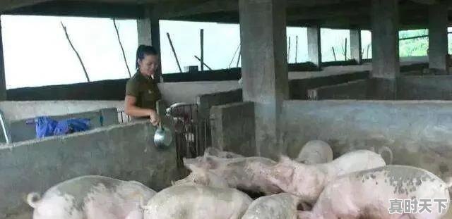 4、我想搞养殖,养猪行吗,龙岩今日生猪价格 - 真时天下