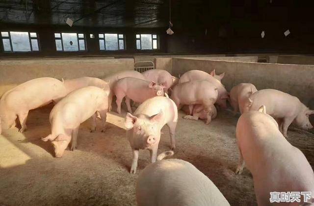 1、养猪效益怎样，如东今日生猪价格 - 真时天下
