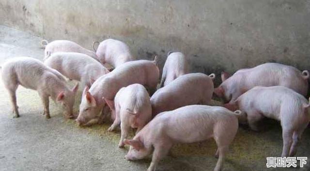2、养猪效益怎样，如东今日生猪价格 - 真时天下