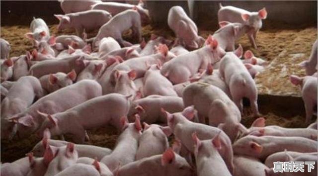 4、养猪效益怎样，如东今日生猪价格 - 真时天下