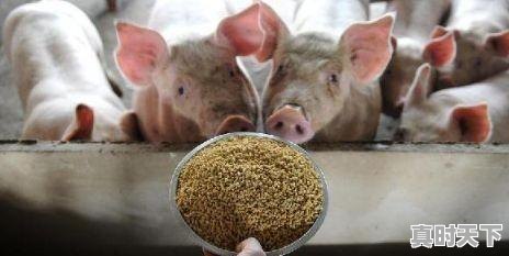 3、养猪效益怎样，如东今日生猪价格 - 真时天下