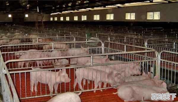 5、养猪效益怎样，如东今日生猪价格 - 真时天下