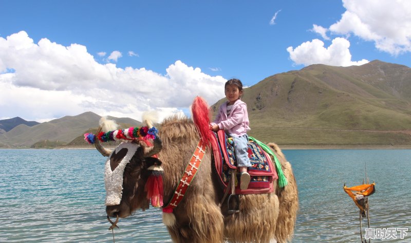 1、进藏最适合穷人的三款车,西藏二手车店排行榜 - 真时天下