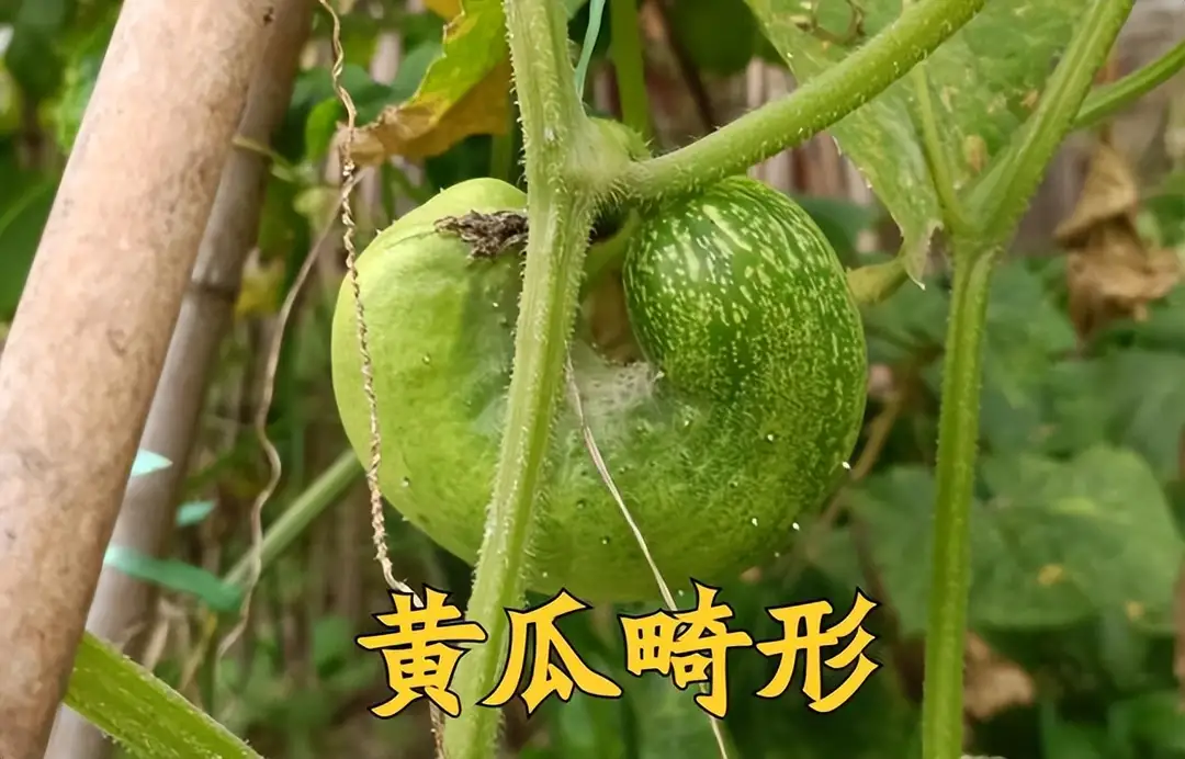 4、寿光大棚好的黄瓜品种,山东寿光黄瓜今日价格 - 真时天下