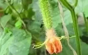 3、寿光大棚好的黄瓜品种,山东寿光黄瓜今日价格 - 真时天下