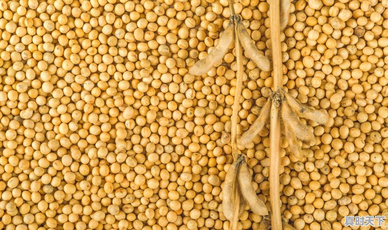 1、智慧乡村成功案例,砀山今日猪价格 - 真时天下