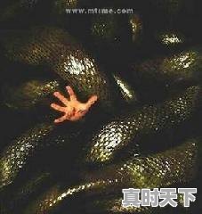 3、好莱坞历史上口碑最好的20部电影,全球最新电影名单 - 真时天下