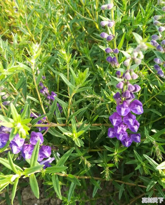 1、黄芩什么时候采收种子,黄芩今日价格 - 真时天下