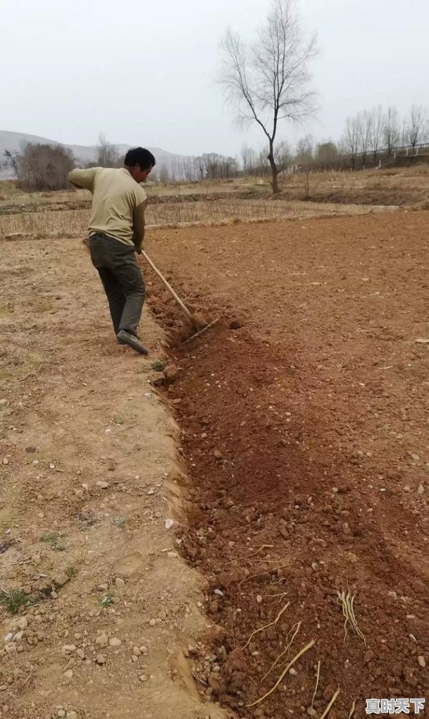 2、黄芩什么时候采收种子,黄芩今日价格 - 真时天下