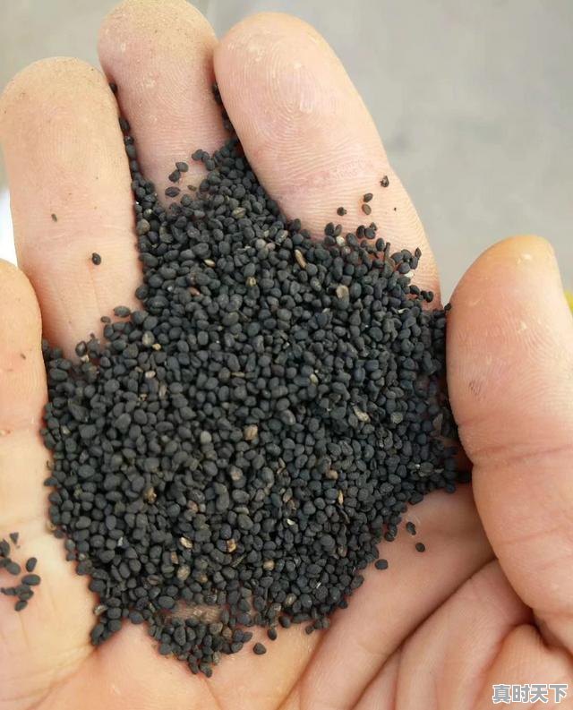 3、黄芩什么时候采收种子,黄芩今日价格 - 真时天下