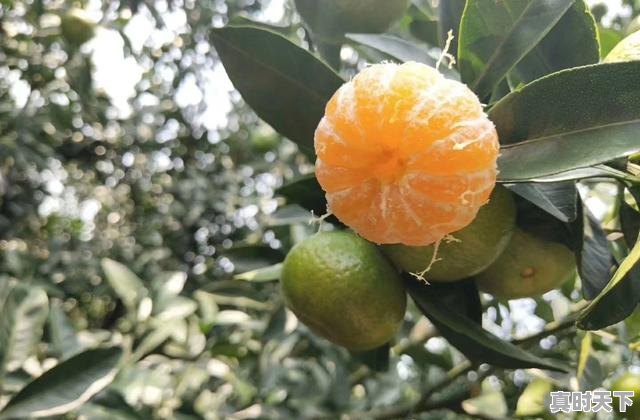 5、什么是我国科技创新与产业融合的新载体，以科技创新赋能现代农业 - 真时天下