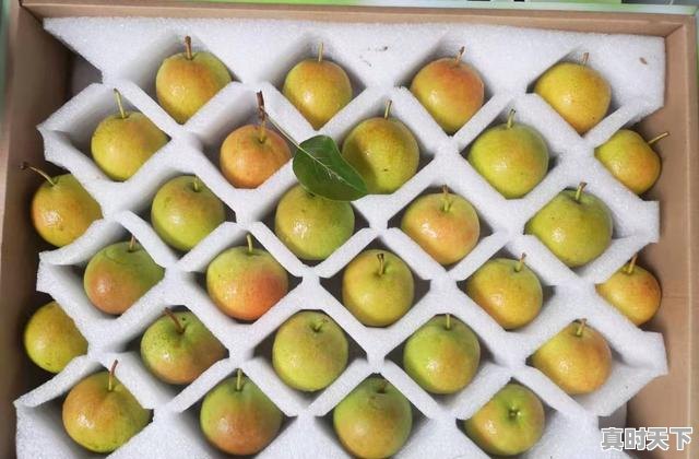 9、什么是我国科技创新与产业融合的新载体，以科技创新赋能现代农业 - 真时天下