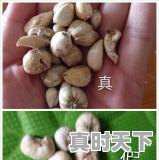 1、2021年贝母行情怎么样，今日浙贝价格 - 真时天下