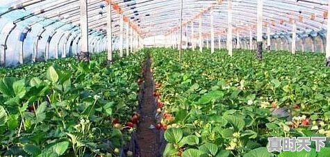 3、谁知道今日吉林省榆树市生猪价格，今日梨树生猪价格 - 真时天下