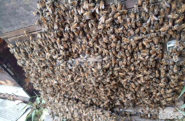 3、全国养猪业十大排名省份，今日辽中生猪价格 - 真时天下