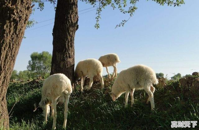 5、全国养猪业十大排名省份，今日辽中生猪价格 - 真时天下